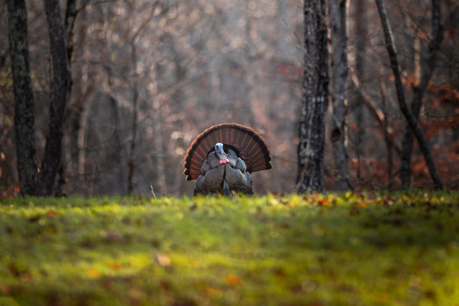 chasing-49-us-turkey-super-slam
